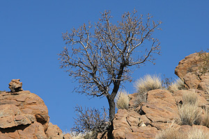 Bizarrer Baum zwischen Felsen
