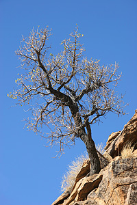 Ein Baum am Fels