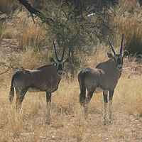 Zwei Oryx-Antilopen