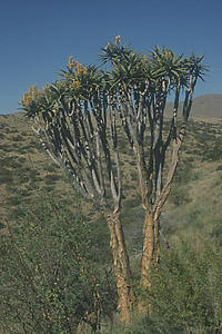 Blühender Köcherbaum