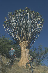 Der größte Köcherbaum