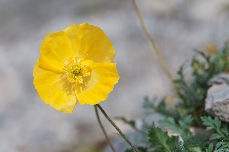 Gelber Alpenmohn