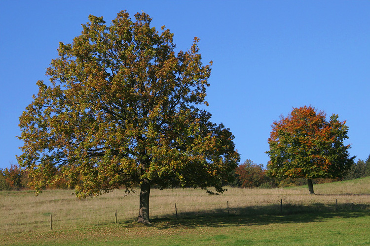 Herbstliche Eichen