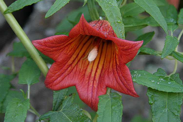 Kanarische Glockenblume