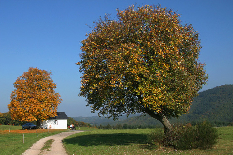 Herbst in der Eifel