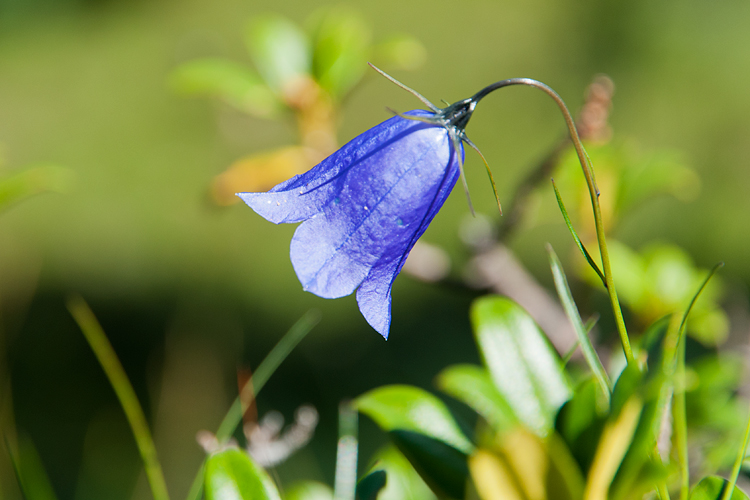 Kleine Glockenblume