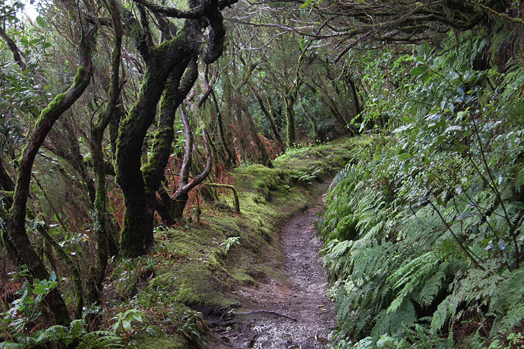 Nebelurwald auf Teneriffa