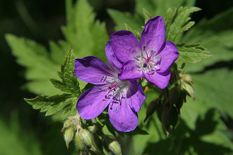 Waldstorchenschnabel