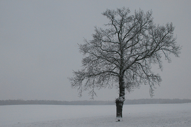 Eiche im Winter